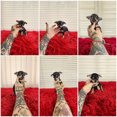 💟 Chihuahuas 💟 - Img 126214497