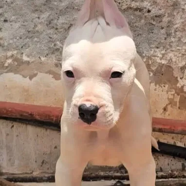 DOGO ARGENTINO,ambos sexos,en 450 USD o equivalente,TENGO MENSAJERÍA,tienen 65 días y están desparacitados - Img 121821273