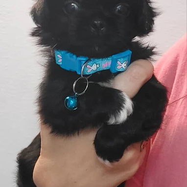 Chihuahuas .pequines.cocker.pitbull.pastores alemanes. Chow chow.ect todo tipo de perros pura razas - Img 114056500