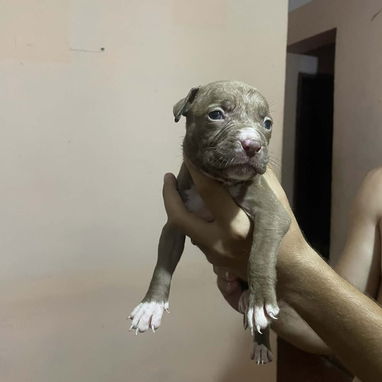 PITBULL - Img 124449257