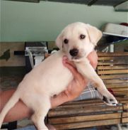 Hermosos cachorros en venta bulldog francés ,chihuahua ,pug ,labrador llamar al 53818081 - Img 45986487