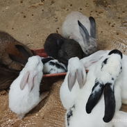 Conejitos - Img 55919263