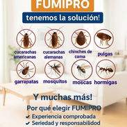 Servicio de fumigación de plagas urbanas - Img 55455494