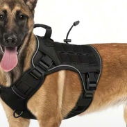 Artículos para perros - Img 55973575
