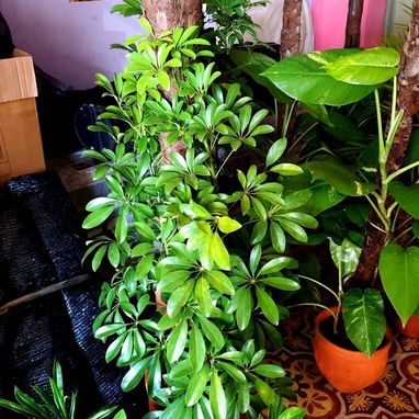 Plantas espectaculares - 3/4