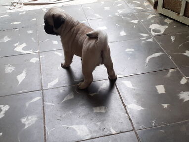 Vendo bella cachorra de pug carlino comunicarse por WhatsApp 56102895 - Img main-image