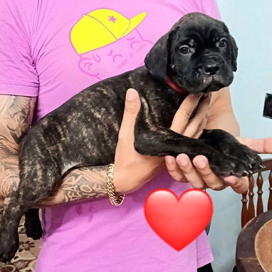 CANE CORSO CON PEDIGREE Y MENSAJERÍA GRATIS - Img 126922742