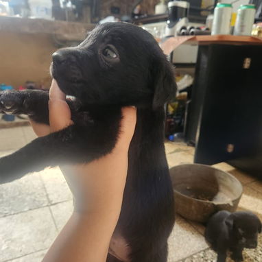 Perros ,Labradore - Img 124975035