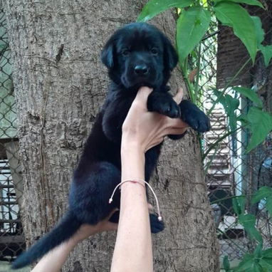 Labradores Retriever - Img 125962172