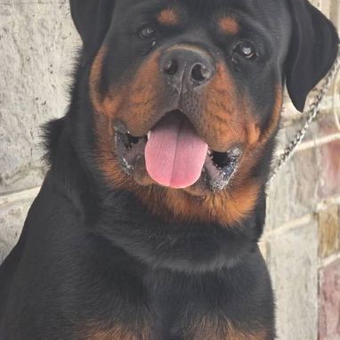 ROTTWEILER,ambos sexos,en 550 USD o equivalente,TENGO MENSAJERÍA,tienen 80 días,ESTAN VACUNADOS y desparacitados - Img 125846347