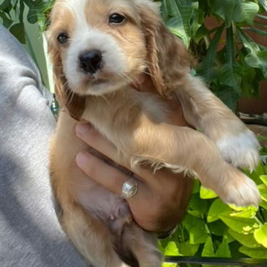 🐶❤️ ¡LINDOS MACHITOS COCKER SPANIEL ! WHATSAPP 58746643 ❤️🐶 - 2/4