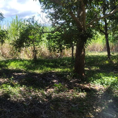 Venta de finca en jaruco mayabeque  pago en euros - 5/8