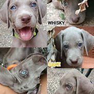 Cachorro de Braco de Weimar con Pedigree - Img 57168441