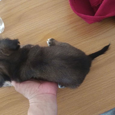 Cachorros pequines - 2/2