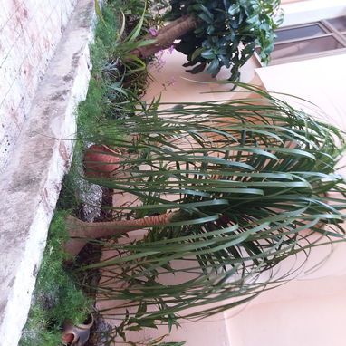 Todo en jardinería y paisajismo - 8/8