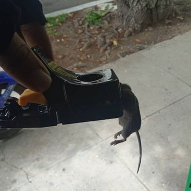 Trampa para ratas. Ratoneras. Reutilizables. - Img 99319210