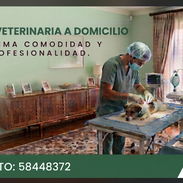 Cirugía Veterinaria a Domicilio. Máxima Comodidad y Profesionalidad. - Img 56451232