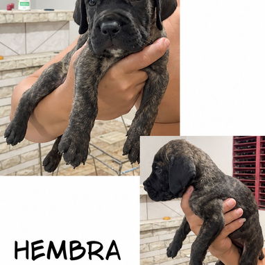 CACHORROS CANE CORSO CON PEDIGREE INTERNACIONAL - 4/10
