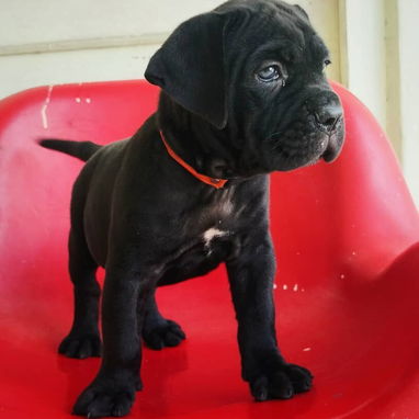 CANE CORSO HEMBRA CON PEDIGREE - Img 124475712