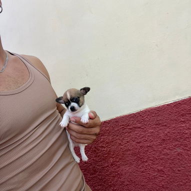 SHIHUAHUA MINI,macho,en 150 USD o equivalente(ACEPTO TRANSFERENCIA)TENGO MENSAJERÍA,tiene 55 días y está desparacitado. - Img 122734776