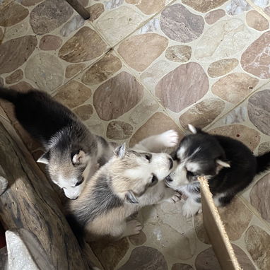 Cachorros de husky - 4/6