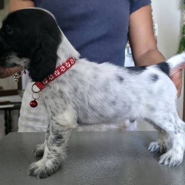 Cachorros cocker SPANIEL ingles - Img 124078753