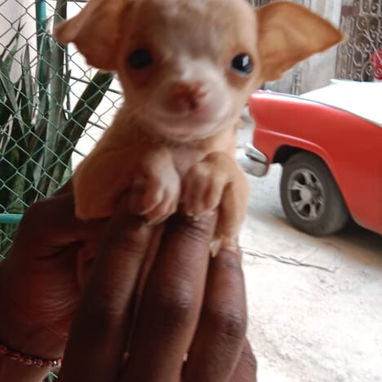 Todo disponible a su gusto pastor Alemán, pitbull, Salchicha, pitbull ,53818081 - Img 121769064