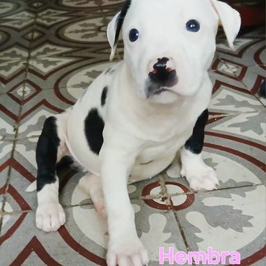 PITBULL,ambos sexos,en 150 USD o equivalente en moneda nacional,TENGO MENSAJERÍA,tienen 50 días y están desparacitados - 2/5