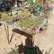 Plantas decorativas - Img 50834808