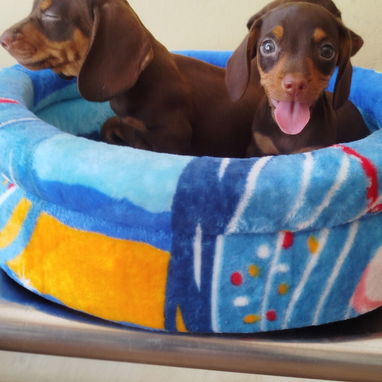 Todo lo que buscas en mascota está aquí solo llame al 53818081 pitbull , Chihuahua, pastor belga, bulldog francés,mucmás - Img 126033147