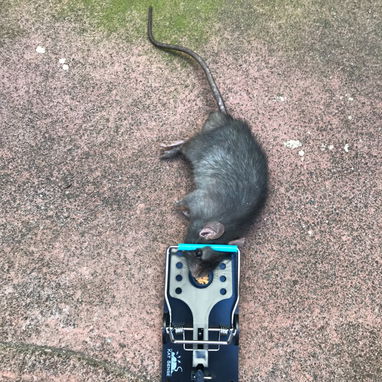 Ratoneras efectivas para Ratas calidad premiun - 8/8