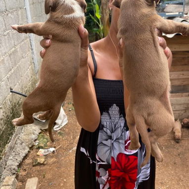 Venta de perros pitbull - Img 123386523