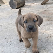 CACHORROS CANE CORSO CON PEDIGREE INTERNACIONAL. DISPONIBLES 2 HEMBRAS DE 9 CACHORROS - Img 58273501