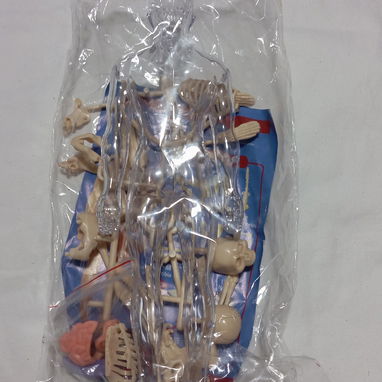 Muñeco/modelo anatómico armable - 2/2