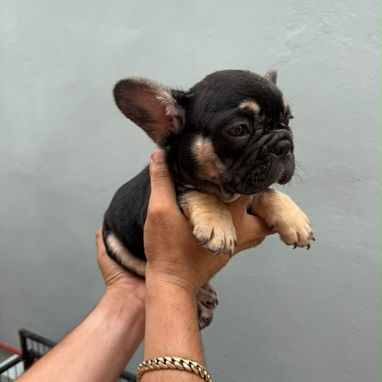 Frenchie - Img 125559646