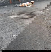 Vendo bulldog ingles de 1 año y 4 meses.. - Img 50773576