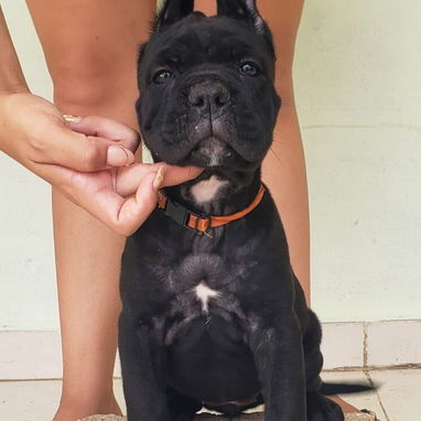 CANE CORSO CON PEDIGREE - Img 124355580