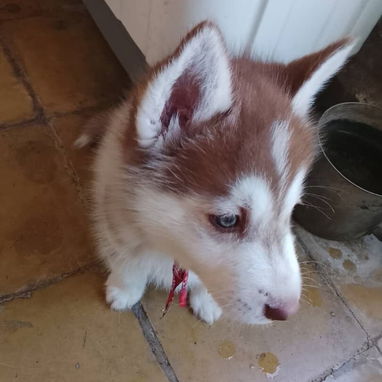 Cachorro de Husky Siberiano - 4/7