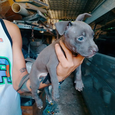 Hermosos perros pitbull ambos sexos... - 3/8