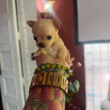 Chihuahua - Img 126041067