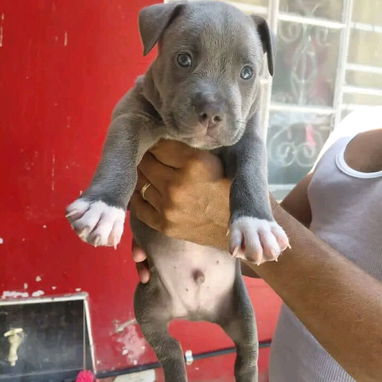 Pitbull - Img 121536913