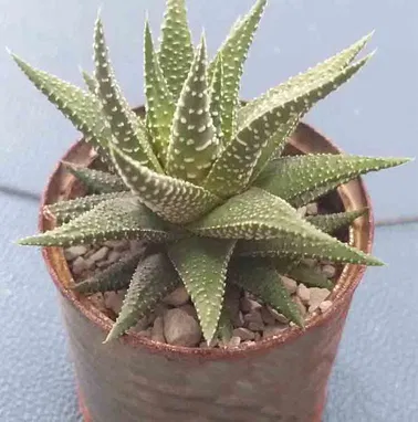Preciosos cactus y suculentas para adornar espacios y regalar. Haz que las buenas vibraciones lleguen a tu hogar - Img 97337435