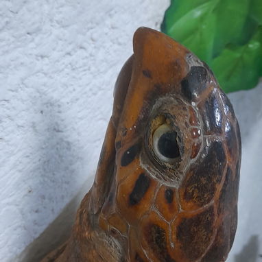 Vendo Carey embalsamado en muy buen estado,ojooo,es bien antiguo,deve tener al rededor de 30 a 35 años de disecado. - 9/10