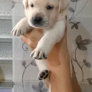((( LABRADOR RETRIEVER HEMBRAS EN PRÓXIMA VENTA BETTY MASCOTAS WHATSAPP 52506841 )))) - Img 55732400