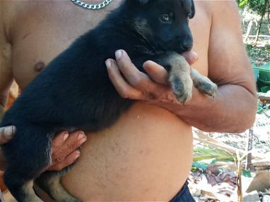 Todo en cachorros variedad Dogo Argentino ,Chihuahua ,Pug ,yorky ,bulldog ,Fox terrier  53818081 - Img 66548735