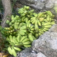 Vendo Platano Burro por manos en Nuevo Vedado - Img 56187241