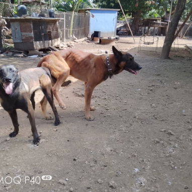 Perros de puras razas - Img 121332328