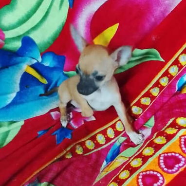 Disponibles todas las razas de perros - Img 119038527