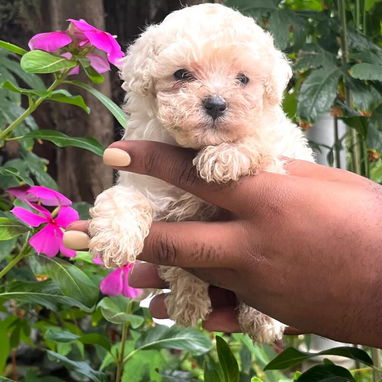 Venta de cachorros de raza - Img 123059311