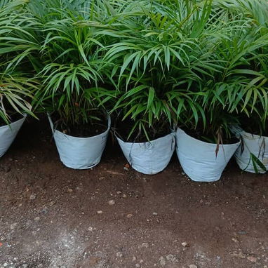 Servicio de jardinería 👩🏼🌾 - Img 126447379